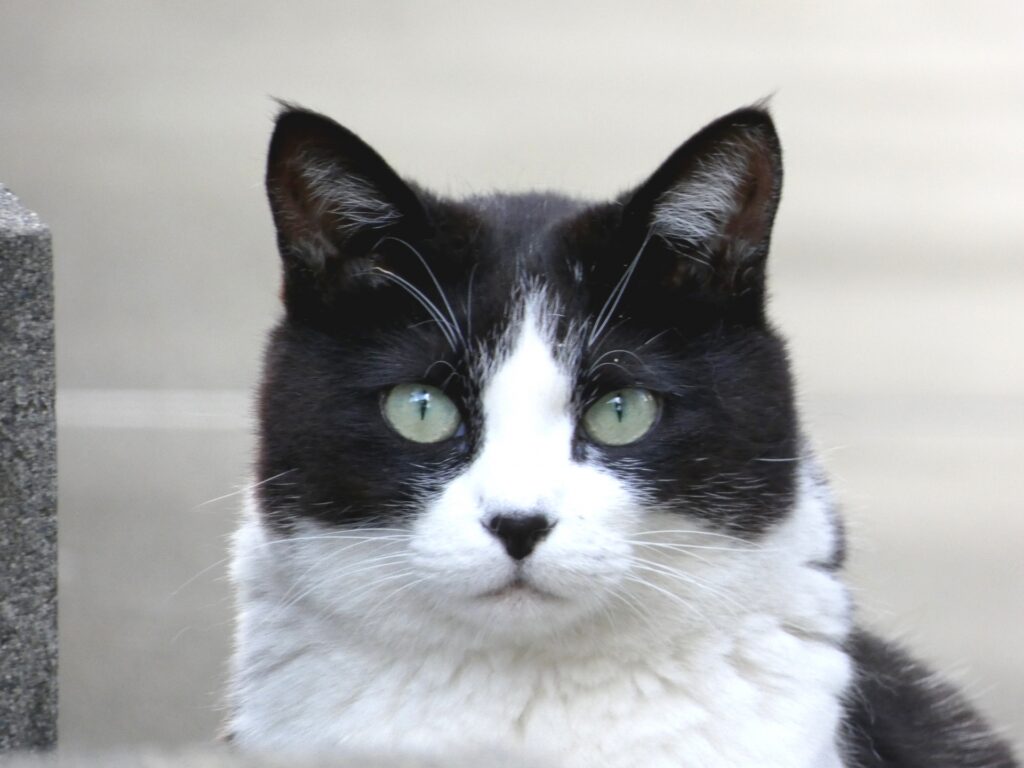 雑種猫