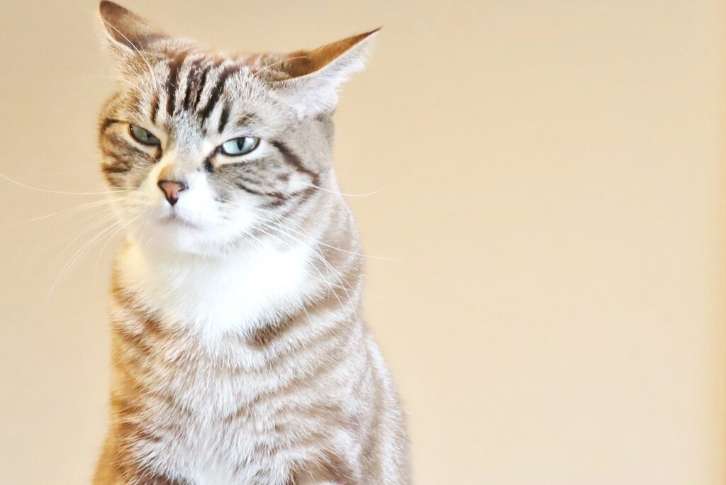 【今日から試せる！】猫の動物病院ストレスを軽減して通院する方法