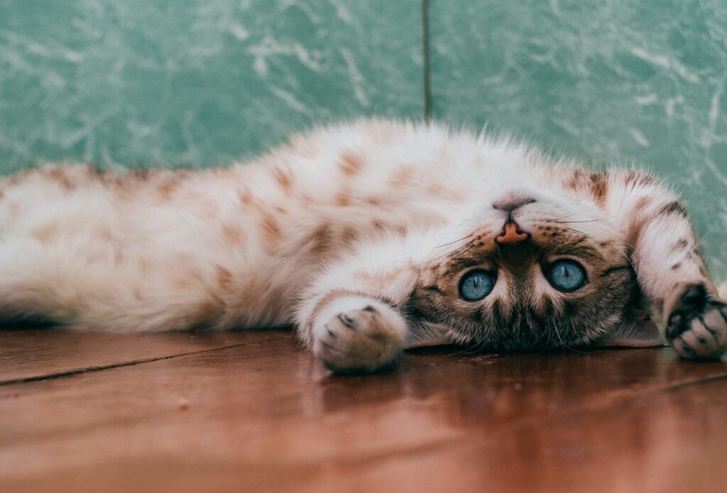 【徹底解明】猫の鳴き方に込められた意味や鳴き声の種類ごとの気持ち