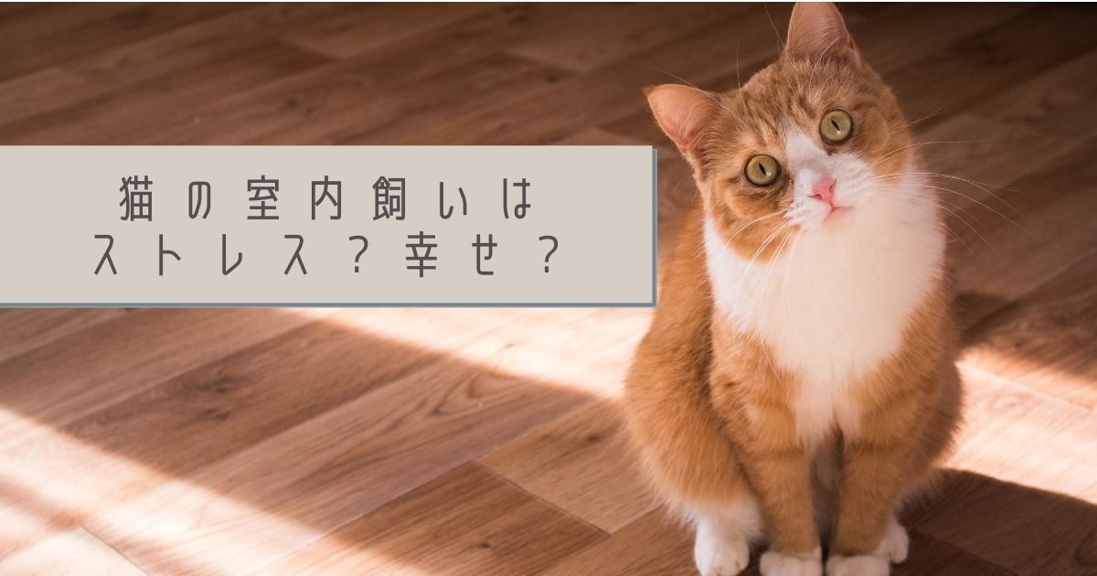 かわいそう？猫の室内飼いはストレス？それとも幸せ？