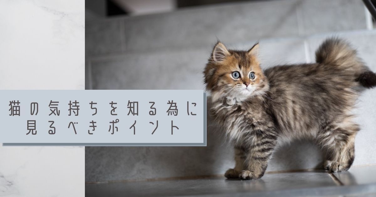猫の気持ちを知る為に見るべきポイント